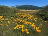 Yellow Brick Road, California Poppies